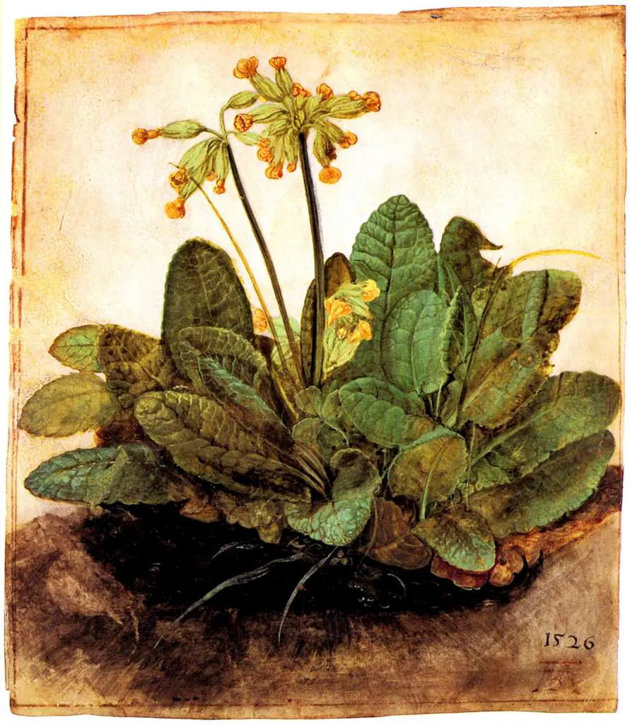 Dürer - Paintings & Drawings: Primrose