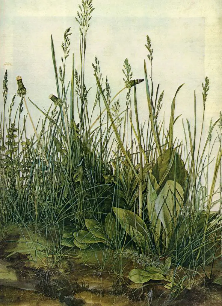 Dürer - Paintings & Drawings: The Tall Grass