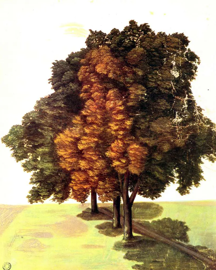 Dürer - Paintings & Drawings: Three Linden On A Field