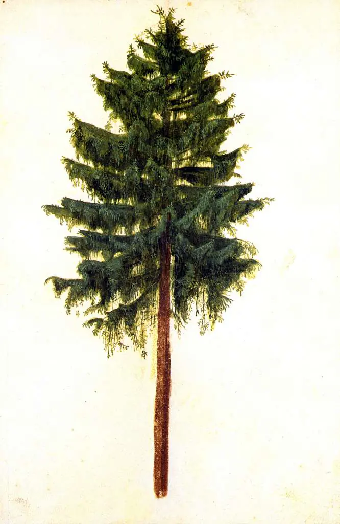 Dürer - Paintings & Drawings: Tree