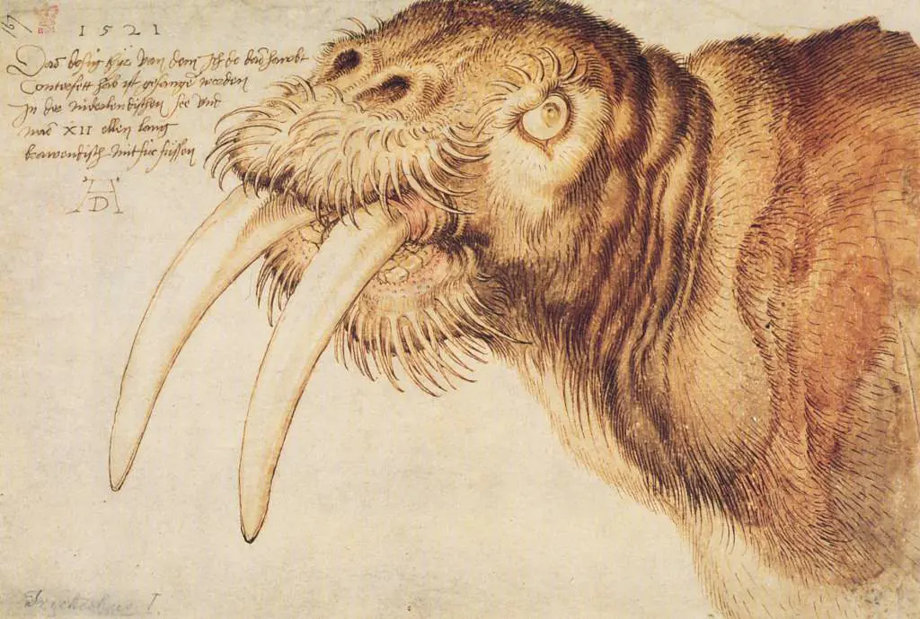 Dürer - Paintings & Drawings: Walrus