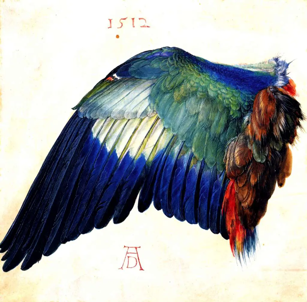 Dürer - Paintings & Drawings: Wing Of A Blue Roller