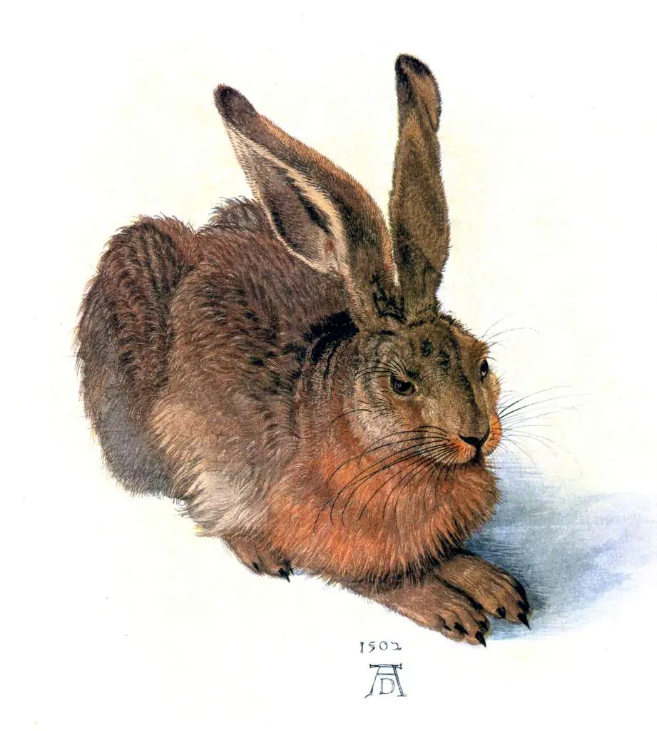 Dürer - Paintings & Drawings: Young Hare