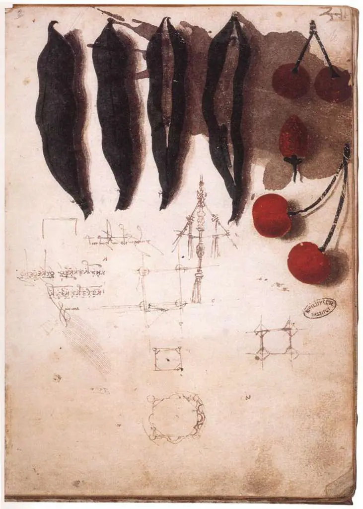 Leonardo Drawings & Studies: 08fruit
