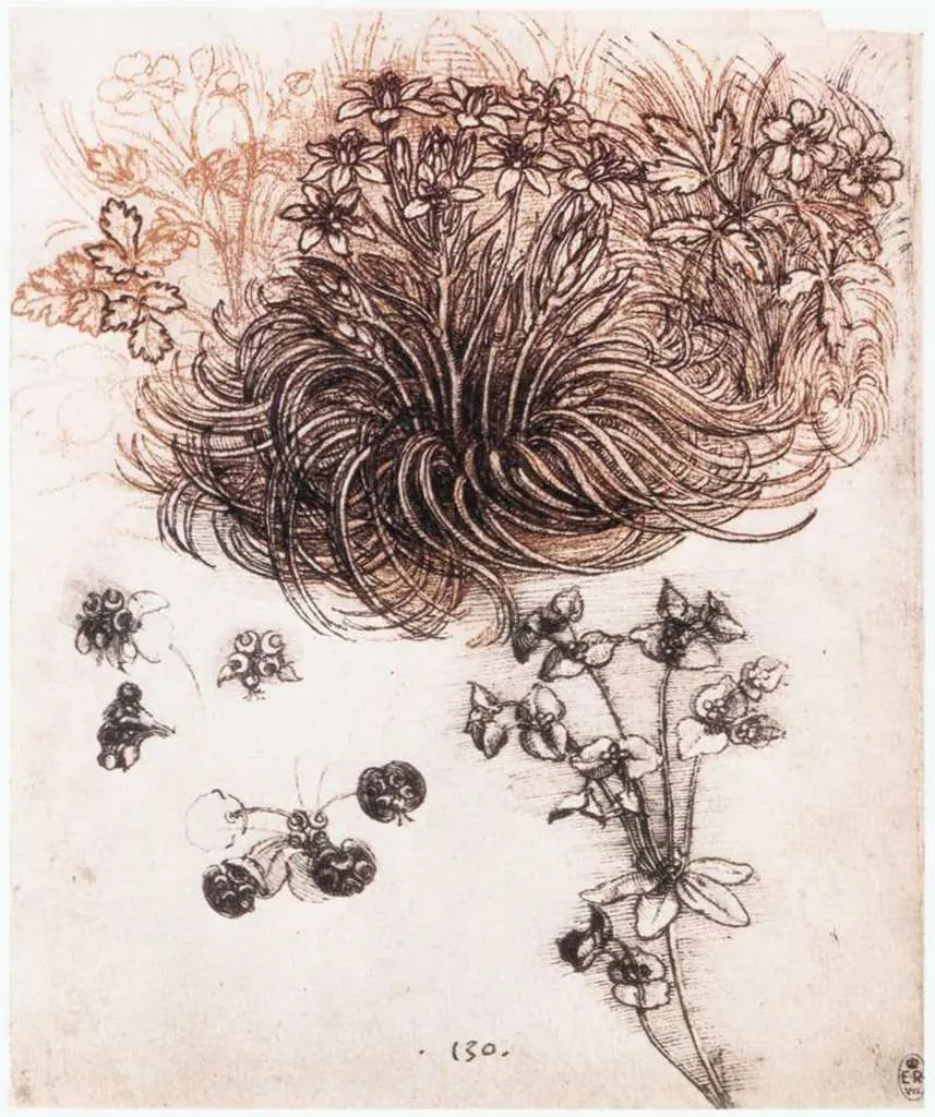Leonardo Drawings & Studies: 09plants