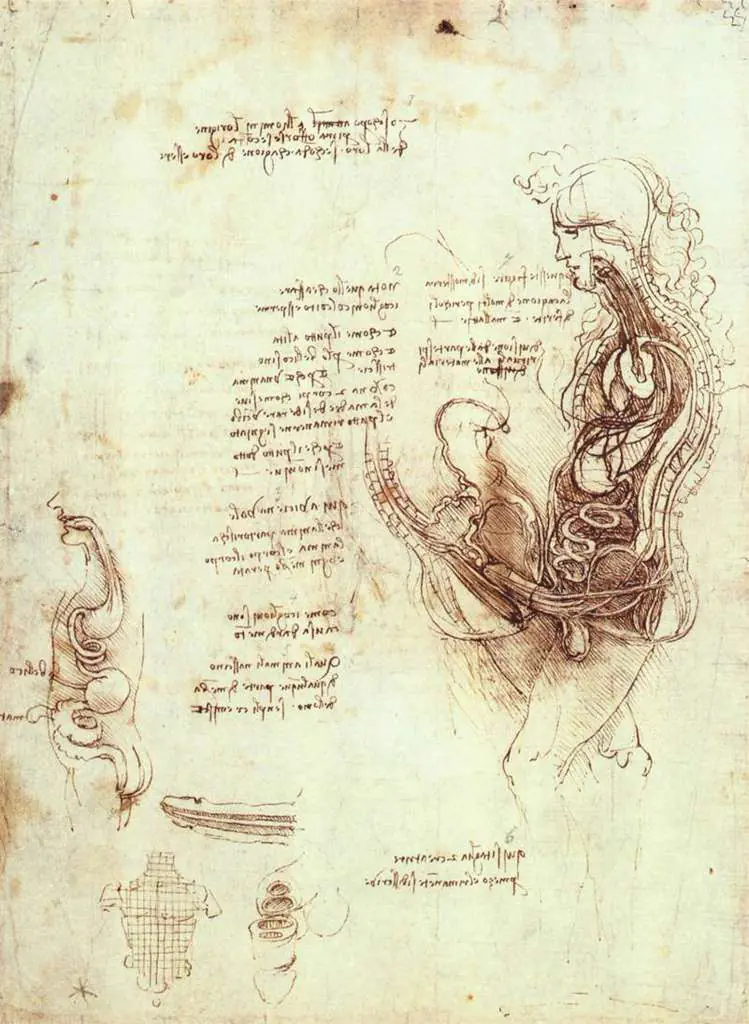 Leonardo Drawings & Studies: 6organ