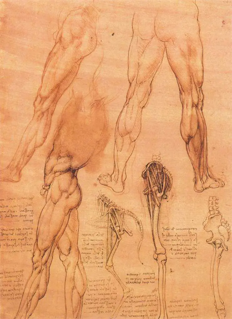 Leonardo Drawings & Studies: 7legs2