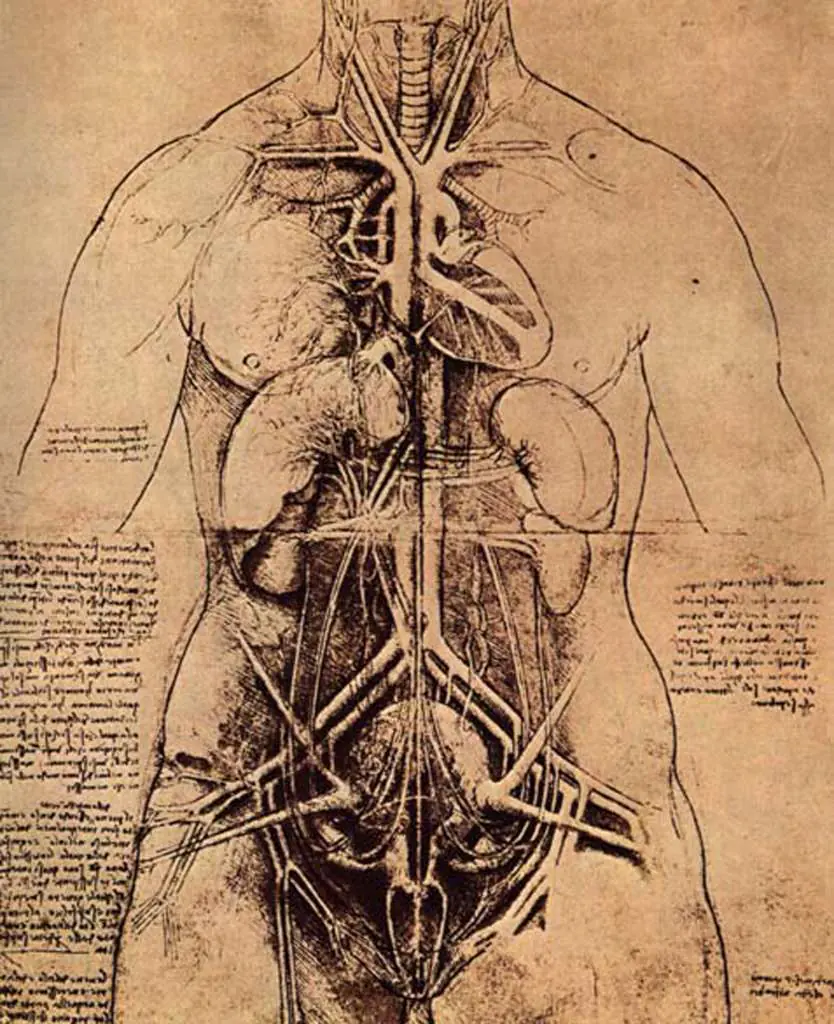 Leonardo Drawings & Studies: 8torso1