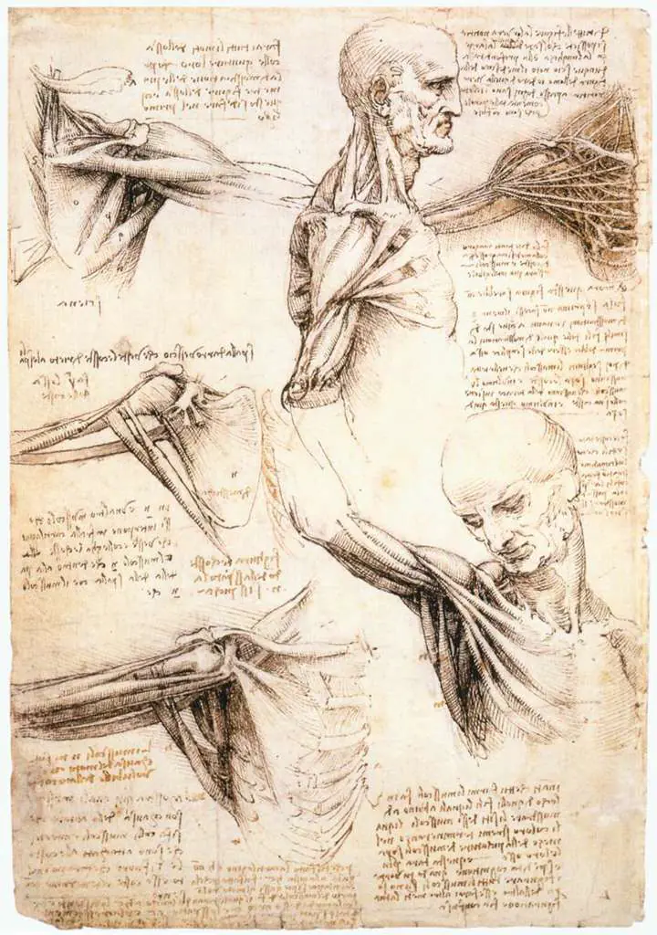 Leonardo Drawings & Studies: Anatomical Studies Of The Shoulder