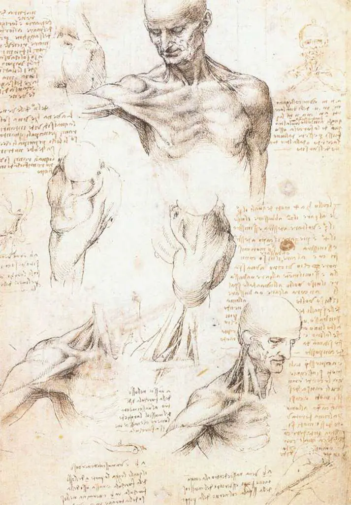 Leonardo Drawings & Studies: Anatomical Studies Of The Shoulder 1509 10