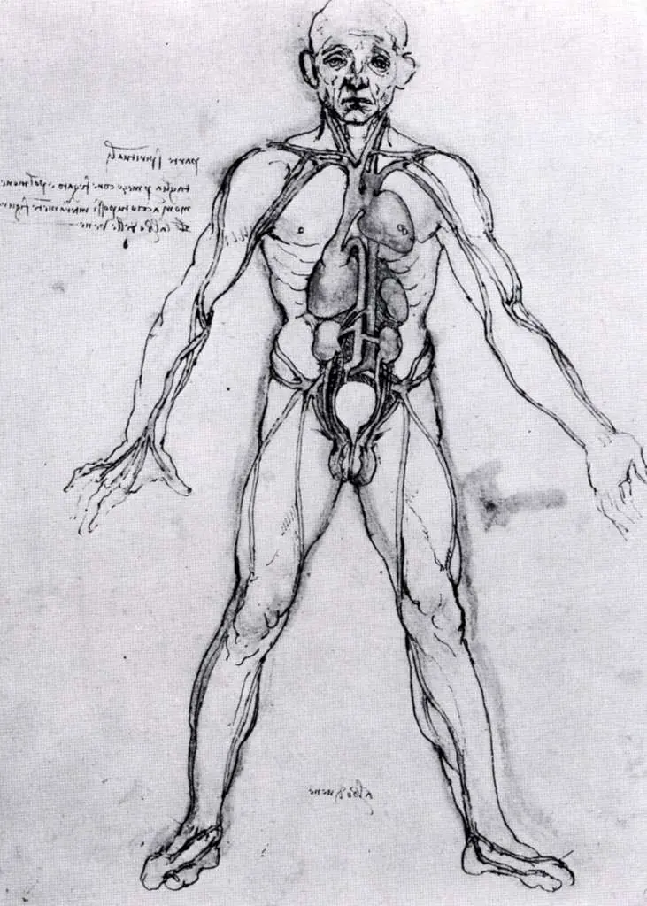 Leonardo Drawings & Studies: Anatomy