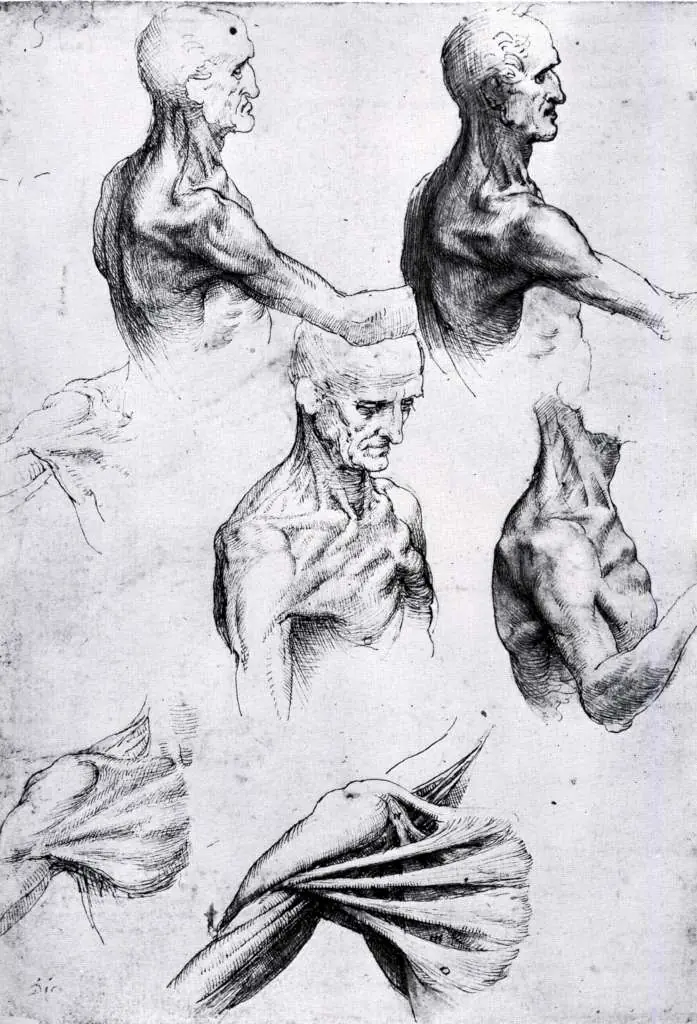 Leonardo Drawings & Studies: Anatomy2