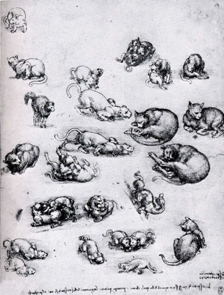 Leonardo Drawings & Studies: Cats