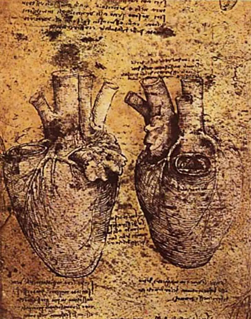 Leonardo Drawings & Studies: Heart And Blood Vessels