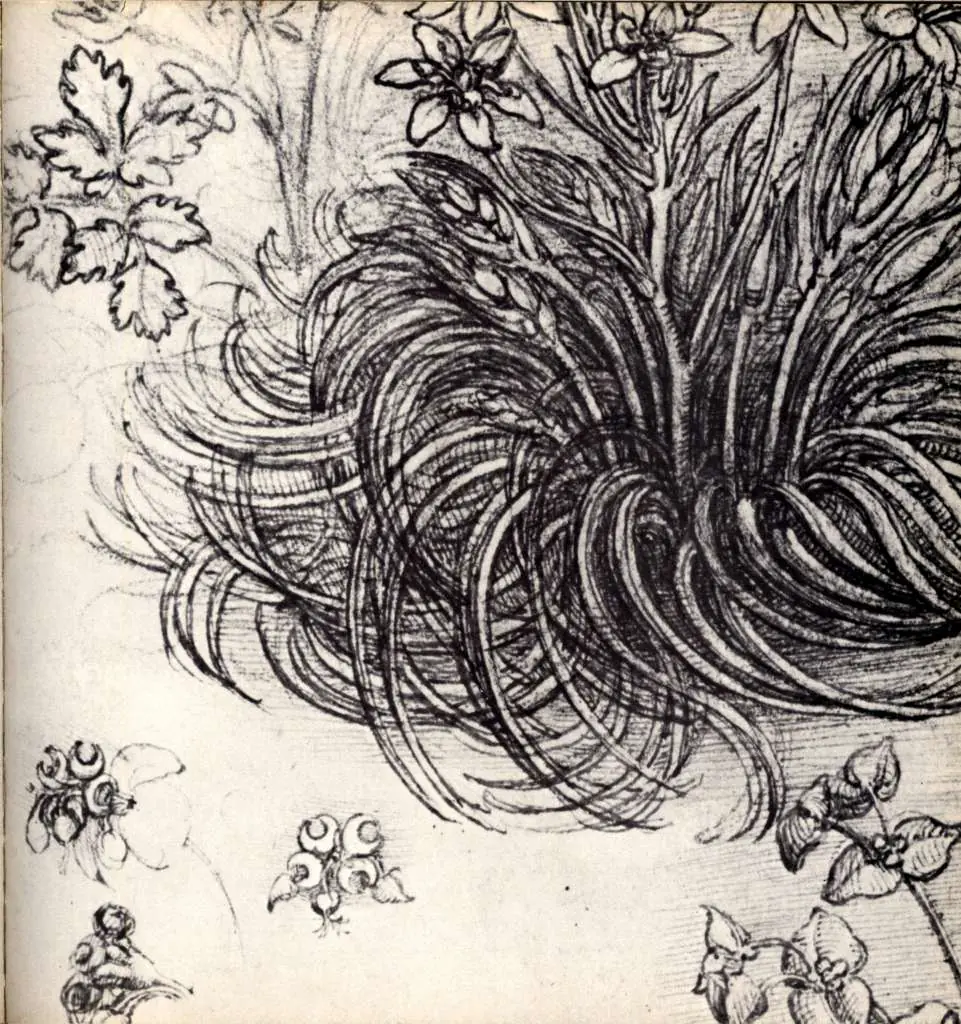 Leonardo Drawings & Studies: Sketch Of A Plant
