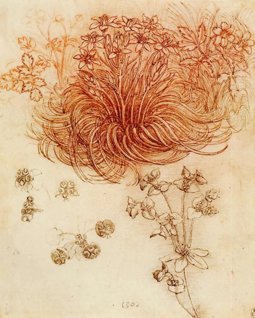 Leonardo Drawings & Studies: Star Of Bethlehem