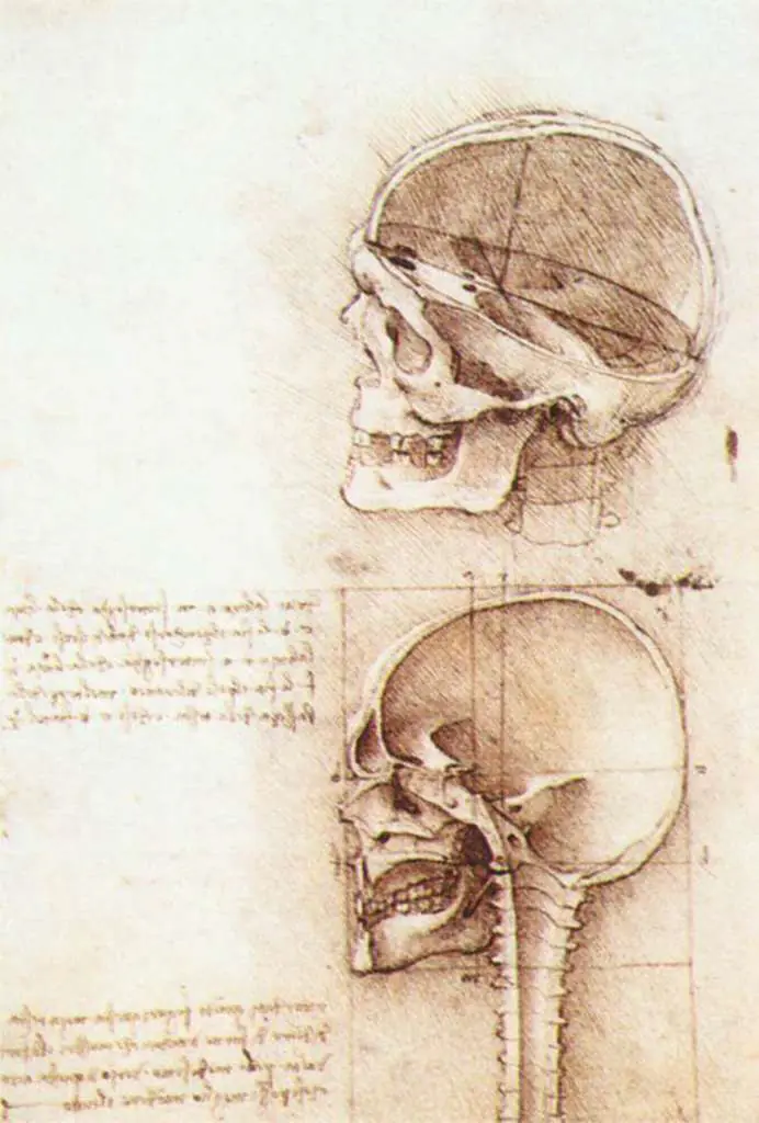Leonardo Drawings & Studies: Studies Of Human Skull