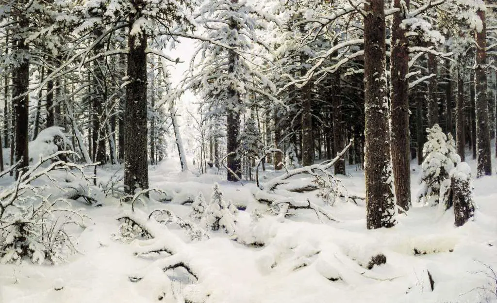Siskin: Winter