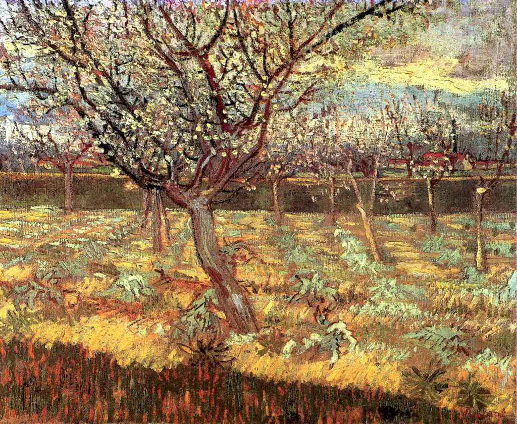 van Gogh Arles 1888-89: Apricot Trees In Blossom2
