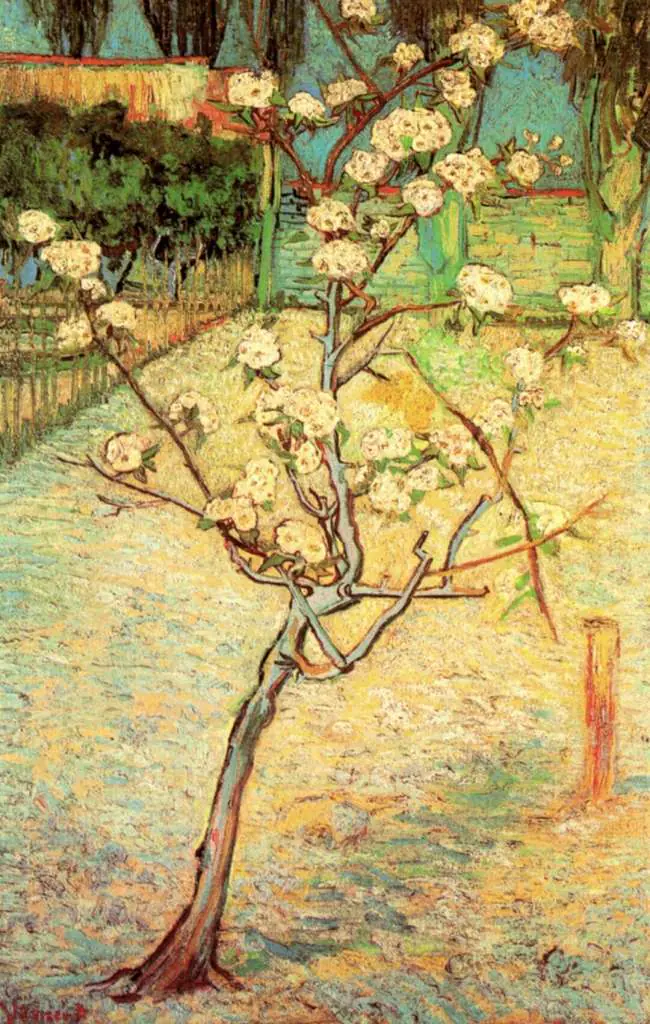 van Gogh Arles 1888-89: Blossoming Pear Tree