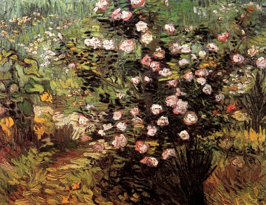 van Gogh Arles 1888-89: Rosebush In Blossom