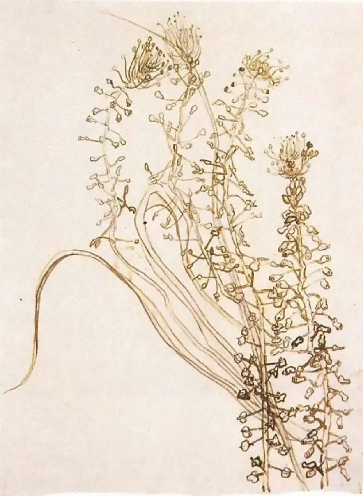 van Gogh Drawings: Blossoming Branches