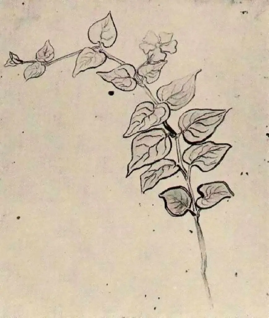 van Gogh Drawings: Branch With Leaves
