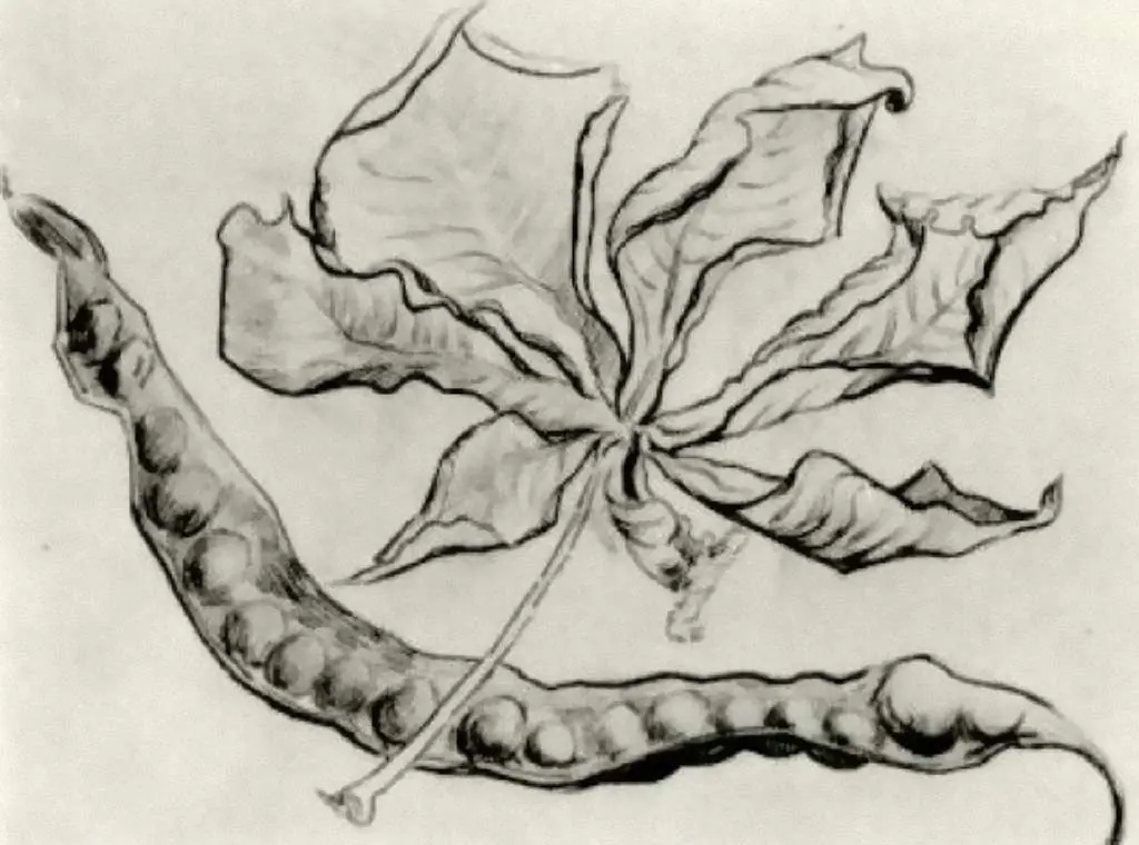 van Gogh Drawings: Dead Leaf And Pod