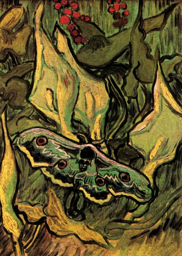 van Gogh Saint Remy 1889-90: Great Peacock Moth