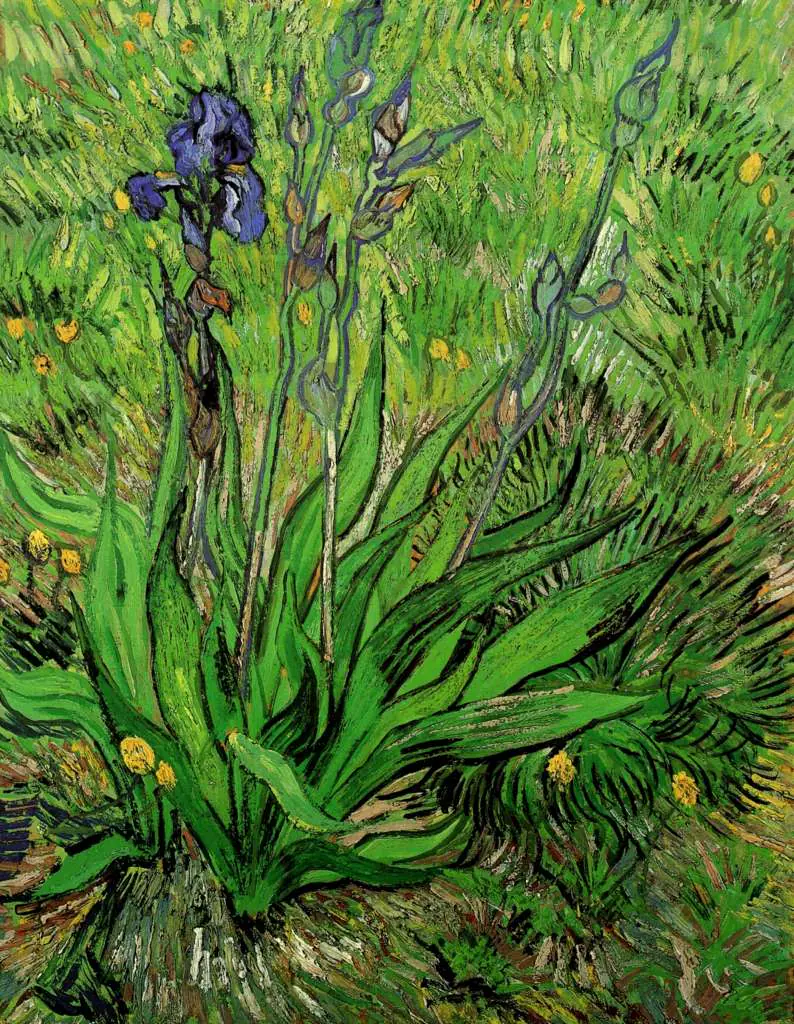 van Gogh Saint Remy 1889-90: The Iris